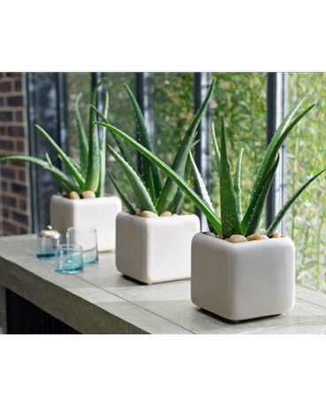 Aloe Vera-Feng Shui Plant